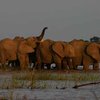Elephants on Chobe River